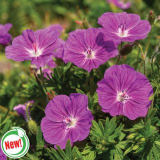 Frivolous Giant Geranium Thumbnail